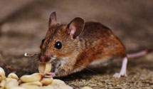 24 Hour & Emergency Exterminators in Tontitown, AR